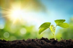 Little Plant in Dirt Growth | Taxwise Australia | (08) 9248 8124